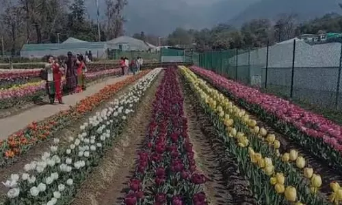 Himachal Pradesh का पहला ट्यूलिप गार्डन, 70 हजार से ज्यादा पर्यटकों ने किया दीदार Himachal Pradesh का पहला ट्यूलिप गार्डन, 70 हजार से ज्यादा पर्यटकों ने किया दीदार