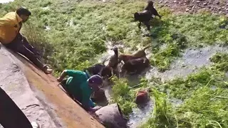 Nahan: बकरियों के फार्म में घुसा तेंदुआ Nahan: बकरियों के फार्म में घुसा तेंदुआ