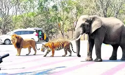 राजन्ना सिरसिला: पेट्रोल पंप में जंगली जानवर की वायरल तस्वीरें AI से बनी निकलीं राजन्ना सिरसिला: पेट्रोल पंप में जंगली जानवर की वायरल तस्वीरें AI से बनी निकलीं
