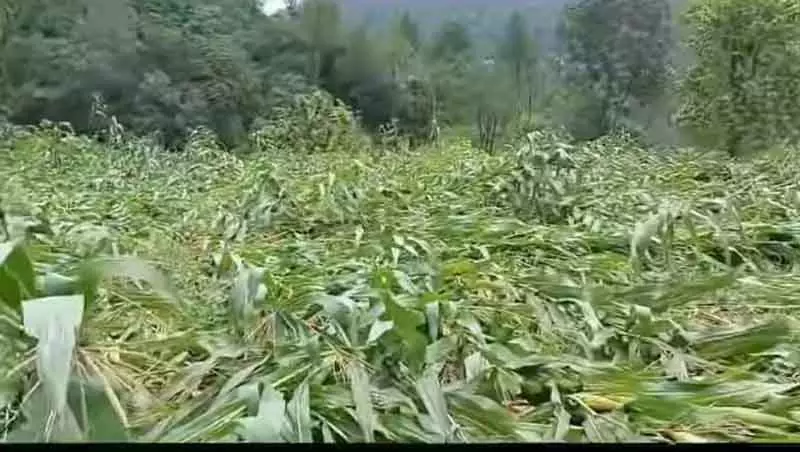Hisar बीमा क्लेम पर विवाद: किसानों और सरकार के बीच तीसरे दौर की बातचीत Hisar बीमा क्लेम पर विवाद: किसानों और सरकार के बीच तीसरे दौर की बातचीत
