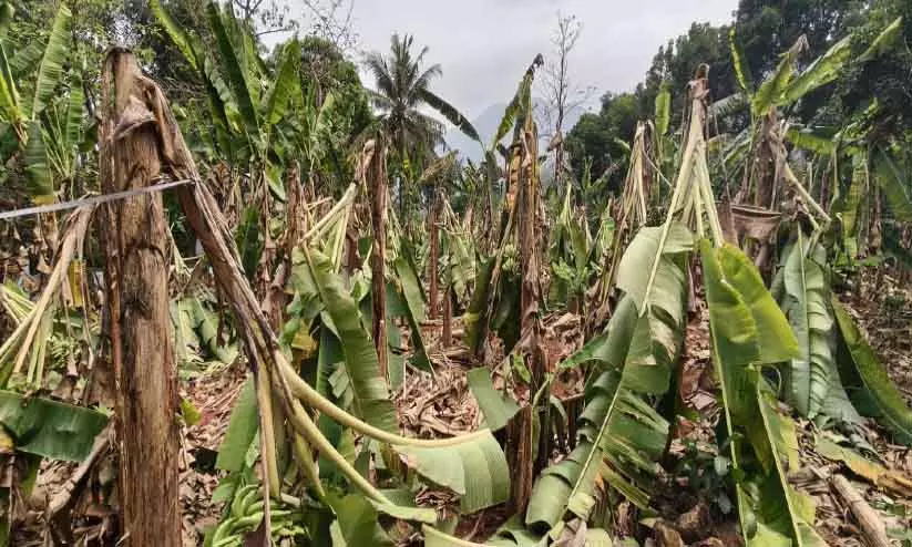 Kerala : हवा और बारिश से केले की फसल नष्ट हो गई Kerala : हवा और बारिश से केले की फसल नष्ट हो गई