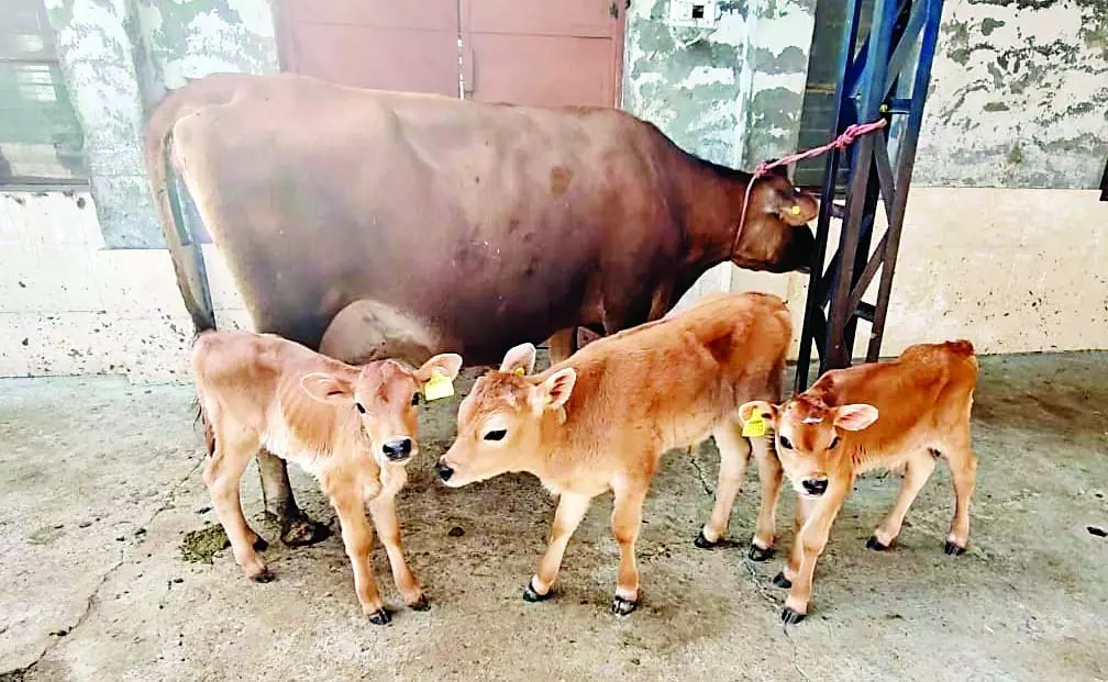 बनूरी में हिमाचल की पहली IVF लैब ने किया कमाल, नस्ल में तेजी से सुधार संभव बनूरी में हिमाचल की पहली IVF लैब ने किया कमाल, नस्ल में तेजी से सुधार संभव
