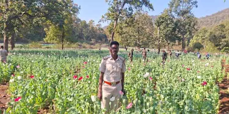 Bonai अफीम की बढ़ती खेती चिंता का विषय Bonai अफीम की बढ़ती खेती चिंता का विषय