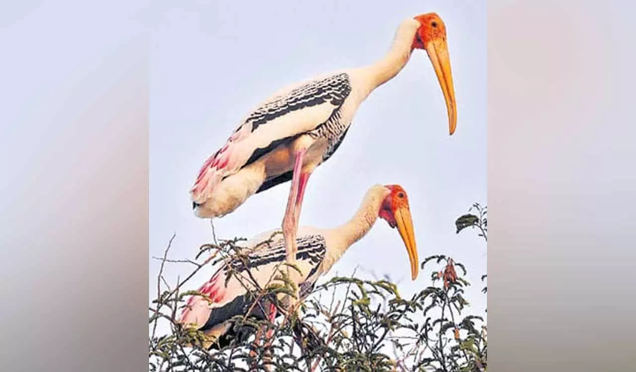 Khammam के चिंतापल्ली में तीन साल बाद प्रवासी पक्षी लौटे Khammam के चिंतापल्ली में तीन साल बाद प्रवासी पक्षी लौटे