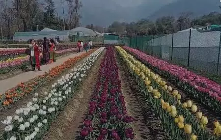 Himachal Pradesh का पहला ट्यूलिप गार्डन, 70 हजार से ज्यादा पर्यटकों ने किया दीदार Himachal Pradesh का पहला ट्यूलिप गार्डन, 70 हजार से ज्यादा पर्यटकों ने किया दीदार