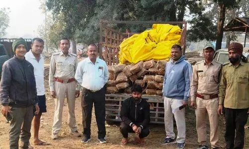 साल और सागौन चिरान जब्त, वन विभाग की कार्रवाई