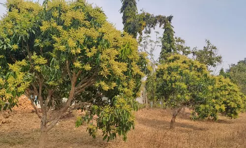 जशपुर में आम के बौरों की सुगंध महक दूर-दूर तक फैली जशपुर में आम के बौरों की सुगंध महक दूर-दूर तक फैली