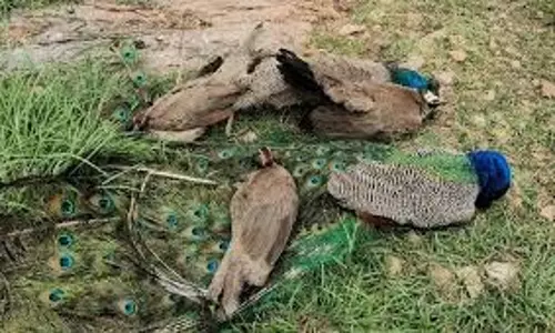 Ghaziabad:  खेत में   राष्ट्रीय पक्षी मोरों के मृत पाए जाने से हड़कंप