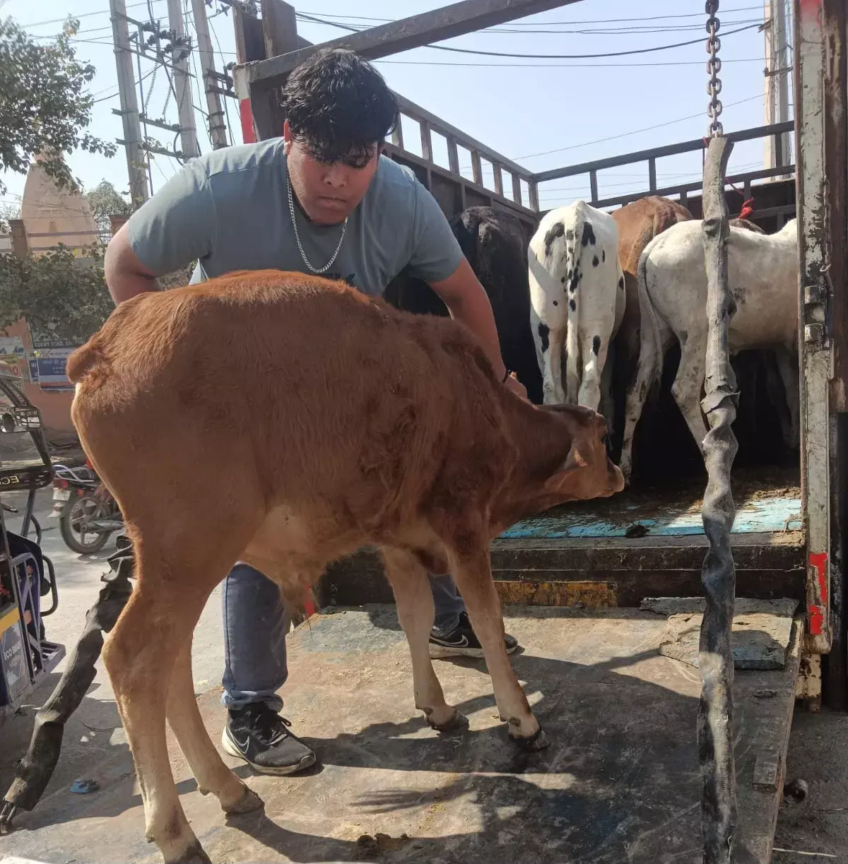 Bhiwani: भिवानी में 650 बेसहारा पशु नंदीशाला भेजे गए Bhiwani: भिवानी में 650 बेसहारा पशु नंदीशाला भेजे गए