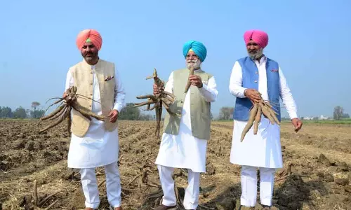 कपूरथला के MLA राणा गुरजीत सिंह कसावा की खेती के समर्थक हैं कपूरथला के MLA राणा गुरजीत सिंह कसावा की खेती के समर्थक हैं
