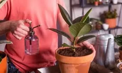 Auspicious Plants For Home: घर के मुख्य द्वार पर रखें ये पौधा, आएगा सुख सौभाग्य Auspicious Plants For Home: घर के मुख्य द्वार पर रखें ये पौधा, आएगा सुख सौभाग्य