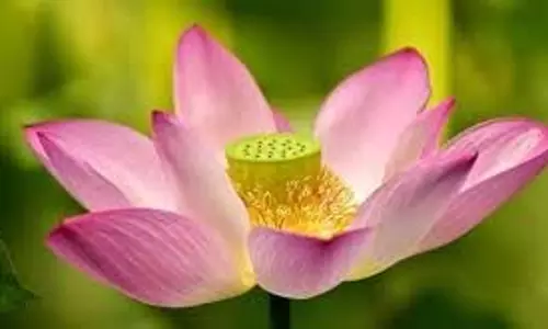 Lucky Plants: घर में लगाएं सुख-समृद्धि लाने वाले वास्तु अनुसार फूलों के पौधे Lucky Plants: घर में लगाएं सुख-समृद्धि लाने वाले वास्तु अनुसार फूलों के पौधे