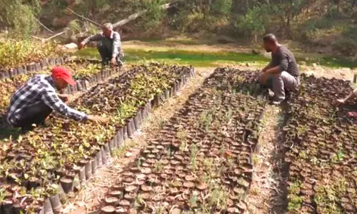 Green Udhampur Initiative: जम्मू-कश्मीर वन विभाग ने व्यापक वृक्षारोपण अभियान शुरू किया Green Udhampur Initiative: जम्मू-कश्मीर वन विभाग ने व्यापक वृक्षारोपण अभियान शुरू किया