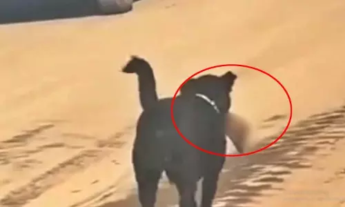 अस्पताल की बड़ी लापरवाही, इंसान की टांग मुंह में लेकर घूमता दिखा कुत्ता अस्पताल की बड़ी लापरवाही, इंसान की टांग मुंह में लेकर घूमता दिखा कुत्ता