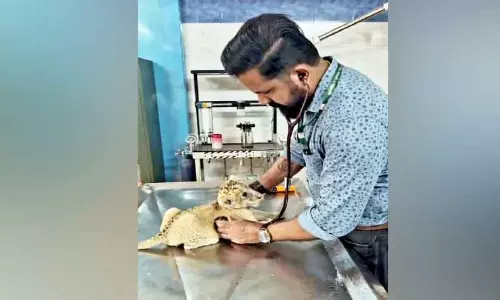 Kerala : चिड़ियाघर में शेर के बच्चों की देखभाल मिशन टीम कर रही है