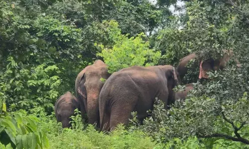 Odisha : NIT राउरकेला कैंपस में पांच जंगली हाथी घुसे, फॉरेस्ट टीम हाई अलर्ट पर Odisha : NIT राउरकेला कैंपस में पांच जंगली हाथी घुसे, फॉरेस्ट टीम हाई अलर्ट पर