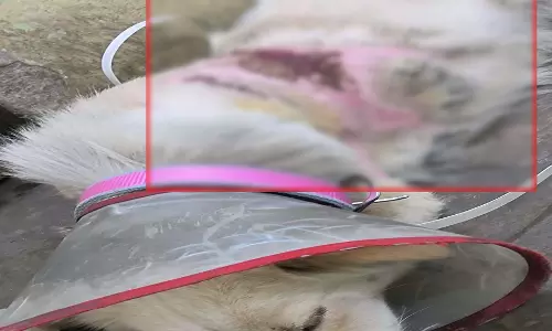 रायपुर में पालतू कुत्तों से की मारपीट, देखें खौफनाक VIDEO... रायपुर में पालतू कुत्तों से की मारपीट, देखें खौफनाक VIDEO...