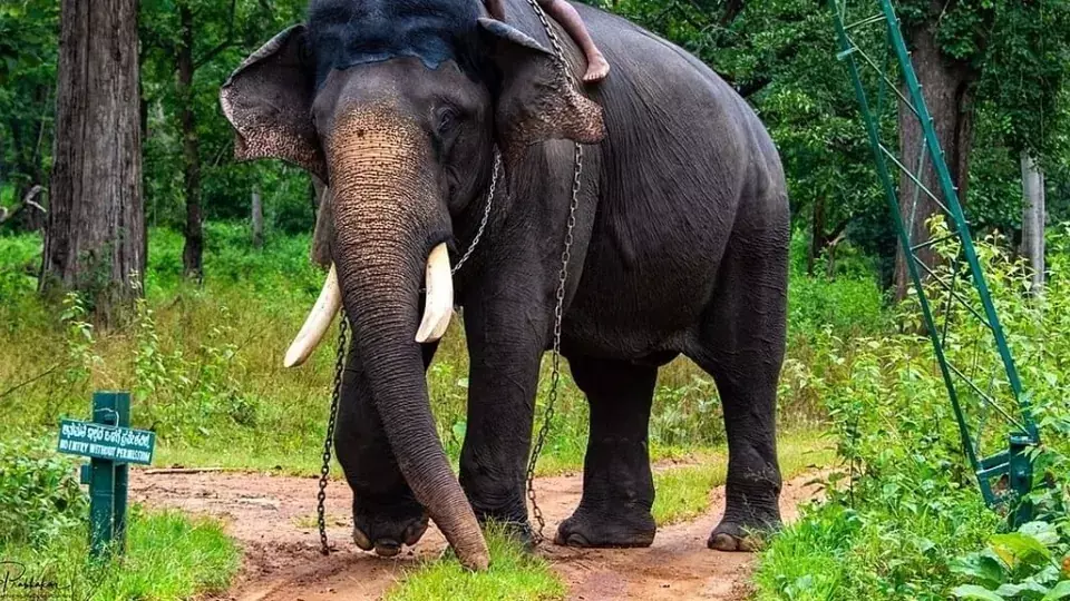 Odisha: जंगली हाथियों के NIT राउरकेला कैंपस में घुसने से दहशत फैल गई