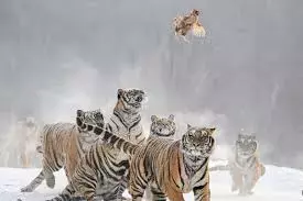 चीन में Siberian टाइगर्स को इंटरमिटेंट फास्टिंग पर रखा गया चीन में Siberian टाइगर्स को इंटरमिटेंट फास्टिंग पर रखा गया