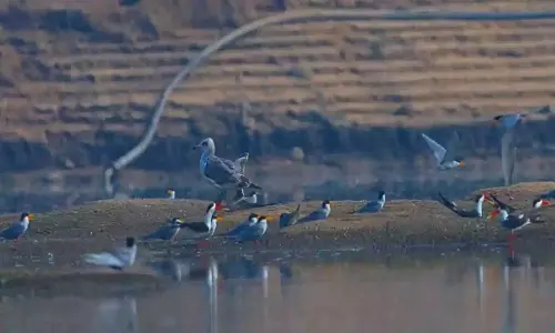 Karimnagar : मनैर नदी और अन्नपूर्णा जलाशय में प्रवासी पक्षियों की दस्तक