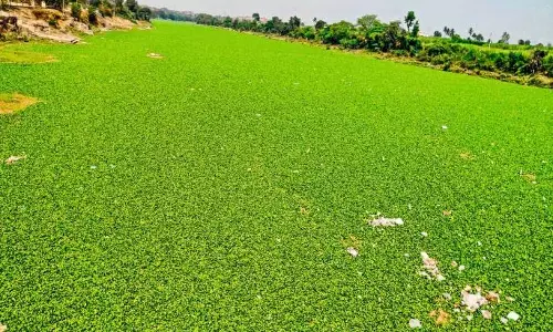 Mula-Mutha नदी में जलपक्षियों का कब्ज़ा, दौंड-हवेली में स्वास्थ्य को खतरा Mula-Mutha नदी में जलपक्षियों का कब्ज़ा, दौंड-हवेली में स्वास्थ्य को खतरा