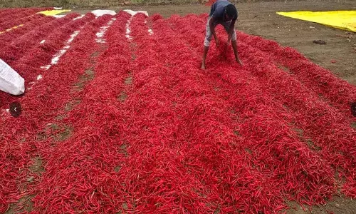 अचानक बारिश से मिर्च की तैयार फसल पर असर पड़ा