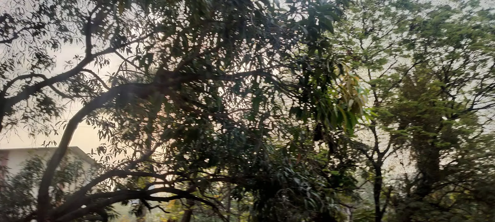 बेमौसम बारिश से सब्जी उत्पादक किसानों को भारी नुकसान, आज भी मौसम का मिजाज बदला बेमौसम बारिश से सब्जी उत्पादक किसानों को भारी नुकसान, आज भी मौसम का मिजाज बदला