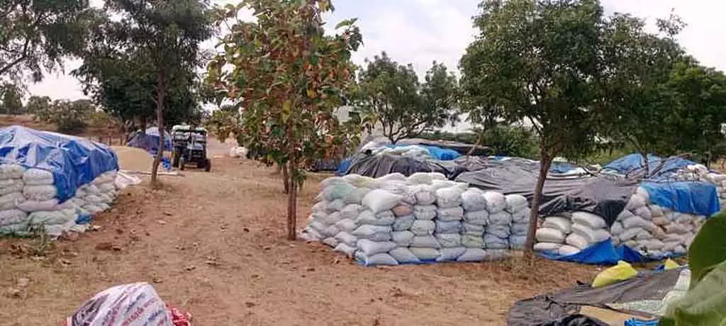 धान खरीद केंद्र पर व्यापारियों को प्राथमिकता - Farmers चिंतित धान खरीद केंद्र पर व्यापारियों को प्राथमिकता - Farmers चिंतित