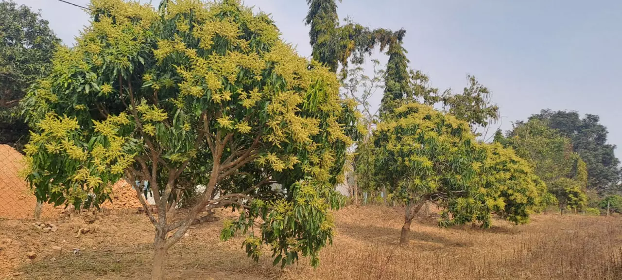जशपुर में आम के बौरों की सुगंध महक दूर-दूर तक फैली जशपुर में आम के बौरों की सुगंध महक दूर-दूर तक फैली