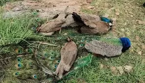 Ghaziabad: खेत में राष्ट्रीय पक्षी मोरों के मृत पाए जाने से हड़कंप Ghaziabad: खेत में राष्ट्रीय पक्षी मोरों के मृत पाए जाने से हड़कंप