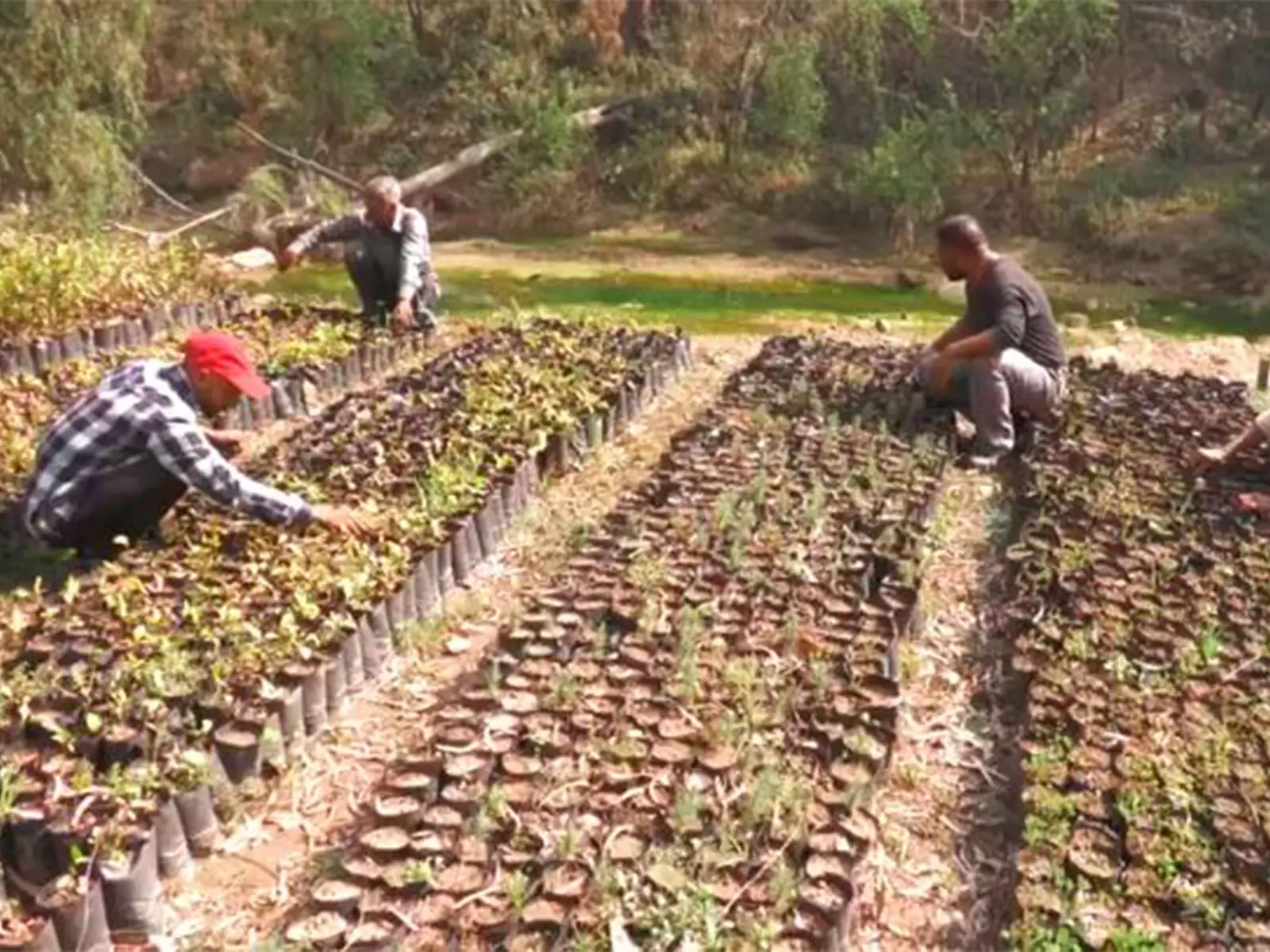 Green Udhampur Initiative: जम्मू-कश्मीर वन विभाग ने व्यापक वृक्षारोपण अभियान शुरू किया Green Udhampur Initiative: जम्मू-कश्मीर वन विभाग ने व्यापक वृक्षारोपण अभियान शुरू किया