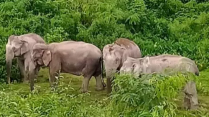 Assam: हाथियों की बढ़ती मौतों से जुड़ी स्टडी में फसल-रक्षक दस्तों की भूमिका का खुलासा Assam: हाथियों की बढ़ती मौतों से जुड़ी स्टडी में फसल-रक्षक दस्तों की भूमिका का खुलासा