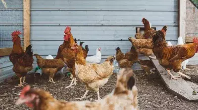 Sikkim: सोरेंग में H5N1 बर्ड फ्लू का पता चला, कंटेनमेंट ऑर्डर लागू Sikkim: सोरेंग में H5N1 बर्ड फ्लू का पता चला, कंटेनमेंट ऑर्डर लागू