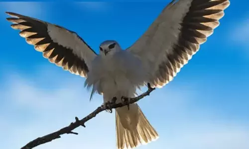 आसमान का चतुर शिकारी ब्लैक-शोल्डर काइट, कहलाता है किसान मित्र आसमान का चतुर शिकारी ब्लैक-शोल्डर काइट, कहलाता है किसान मित्र
