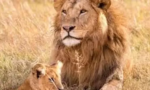 Lion Photo Vastu: घर में नहीं लगानी चाहिए शेर की तस्वीर, माना जाता है अशुभ