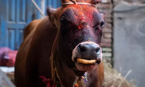 Hyderabad में गोरक्षकों ने गायों को ले जा रहे कंटेनर को रोका Hyderabad में गोरक्षकों ने गायों को ले जा रहे कंटेनर को रोका