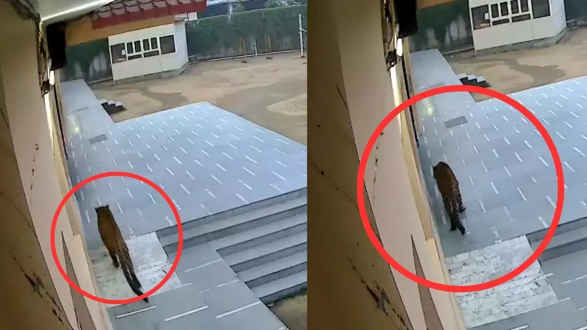 स्कूल के अंदर तेंदुआ! गाजियाबाद में CCTV में क्लासरूम में घुसता हुआ तेंदुआ कैद हुआ
