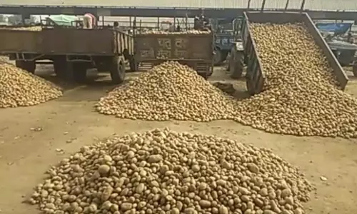 Farrukhabad: सातनपुर मंडी में आलू के दाम में बदलाव