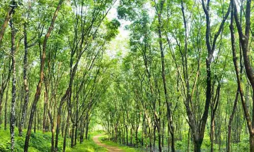 Kerala : हल्दी की कीमतों में बढ़ोतरी से किसानों पर बुरा असर