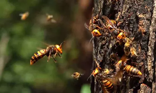 Kerala : आठ लोगों को मधुमक्खियों ने काटा Kerala : आठ लोगों को मधुमक्खियों ने काटा
