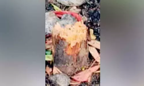 Kerala : परसाला तालुक अस्पताल से चंदन की लकड़ी चोरी