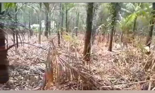 फसल बीमा; District के किसान लाभ का इंतजार कर रहे हैं फसल बीमा; District के किसान लाभ का इंतजार कर रहे हैं