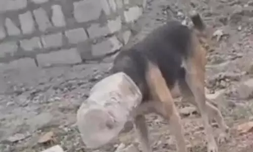 कुत्ते को बचाया गया, सिर पर फंसा था डिब्बा कुत्ते को बचाया गया, सिर पर फंसा था डिब्बा