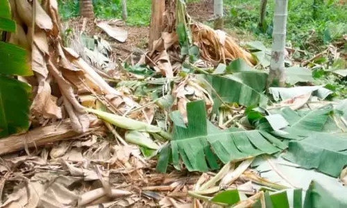 Kerala : पलापुझा में जंगली हाथी के हमले से बड़े पैमाने पर फसल को नुकसान हुआ Kerala : पलापुझा में जंगली हाथी के हमले से बड़े पैमाने पर फसल को नुकसान हुआ