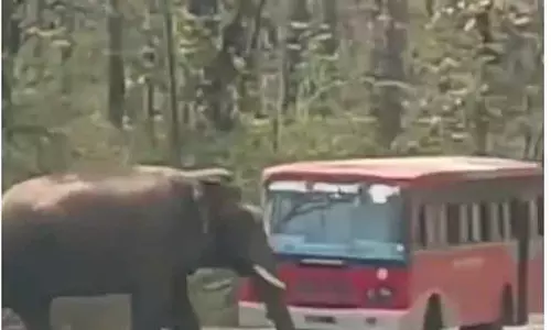Dandeli : जंगली हाथी ने बीच सड़क पर बस रोकी, फिर चला गया