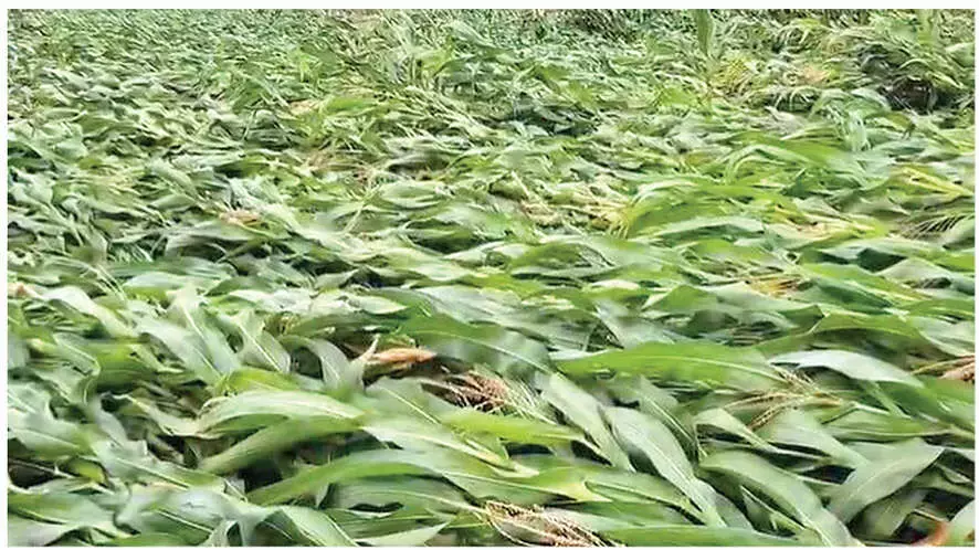 Telangana: भारी बारिश और आंधी से मक्के की फसल बर्बाद Telangana: भारी बारिश और आंधी से मक्के की फसल बर्बाद