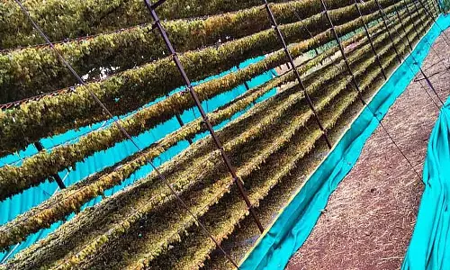 Jamkhandi: बारिश अंगूर उगाने वालों के लिए मुसीबत बन कर आई