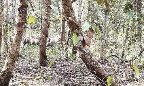 Madburu : 10 जंगली हाथियों का झुंड देखा गया Madburu : 10 जंगली हाथियों का झुंड देखा गया