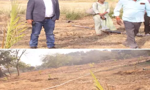 कलेक्टर डॉ कंन्नौजे ने किसान सुभाष साहू के पाम ऑयल की खेती का किया निरीक्षण कलेक्टर डॉ कंन्नौजे ने किसान सुभाष साहू के पाम ऑयल की खेती का किया निरीक्षण