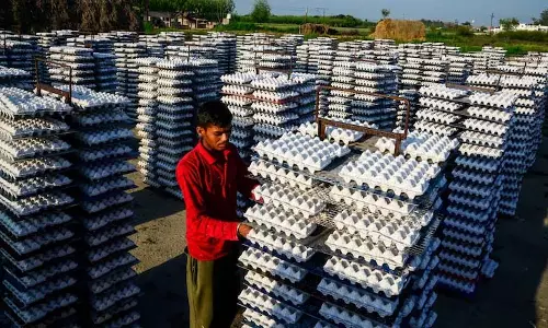 Saudi Arabia ने भारत और 39 दूसरे देशों से पोल्ट्री और अंडे के इम्पोर्ट पर बैन क्यों लगाया है?